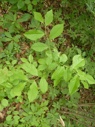 w004445oyama84