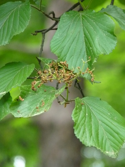 w004445oyama91
