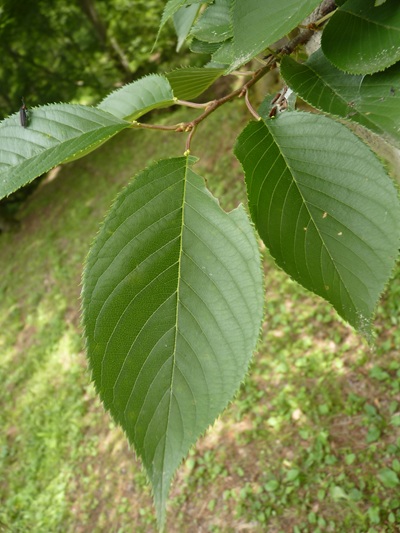 w004445oyama93