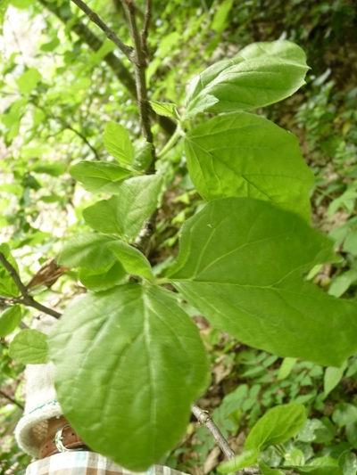 w004445oyama98