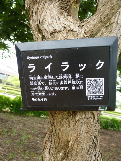w004445sensyuu17-2