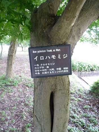 w004445sensyuu22-2