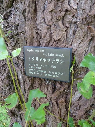 w004445sensyuu30-2
