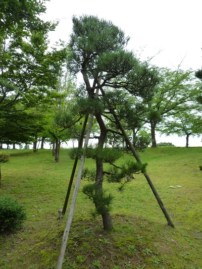 w004445sensyuu40