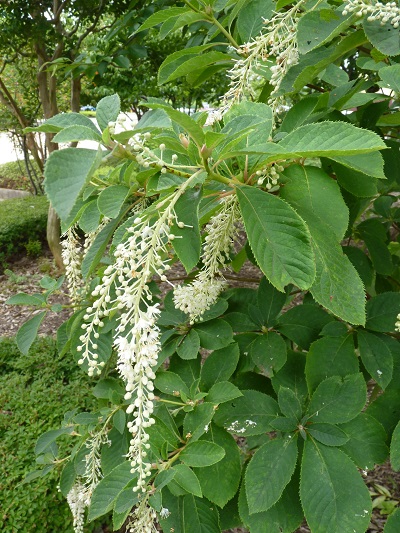 w004445sensyuu45-2