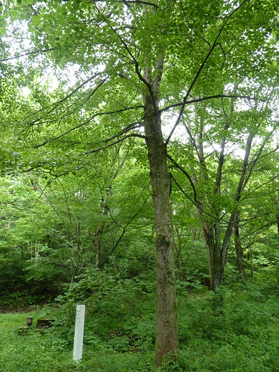 w004445suyosi13