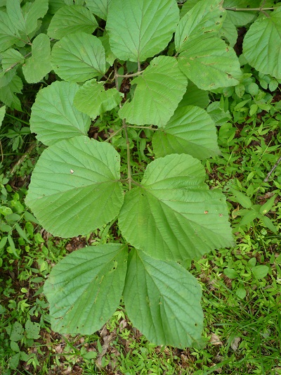 w004445suyosi25