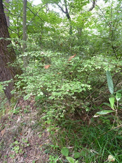 w004445suyosi29