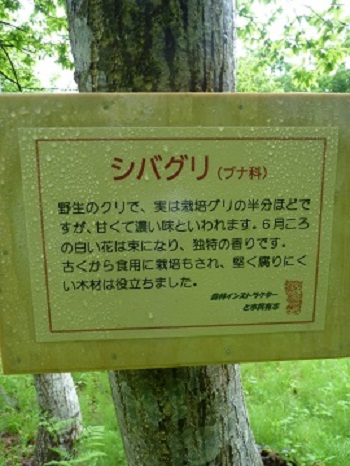 w004445suyosi32-4