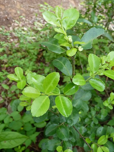 w004445suyosi34
