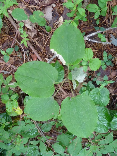 w004445suyosi35