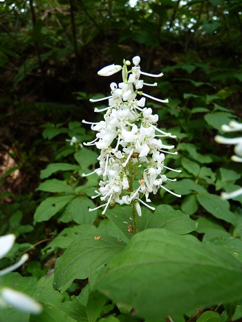 w004445suyosi36-1