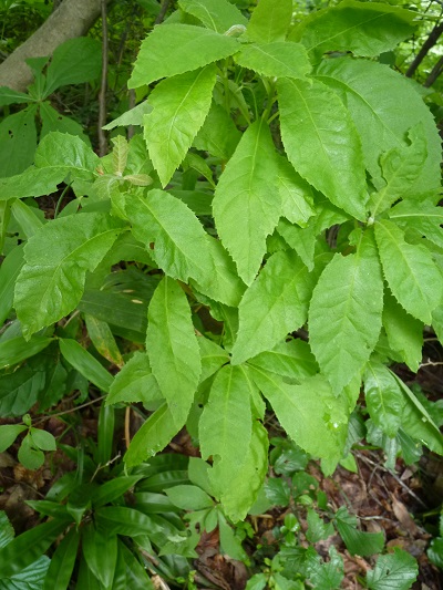 w004445suyosi40
