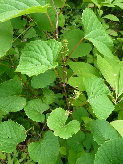 w004445suyosi54