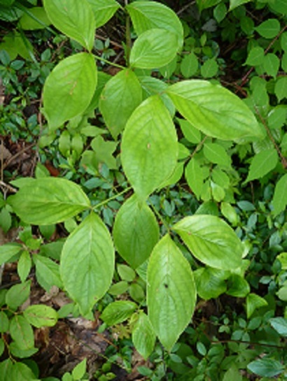 w004445suyosi58