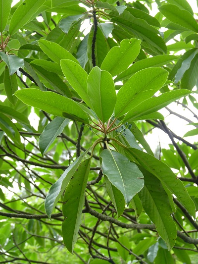 w004445suyosi60