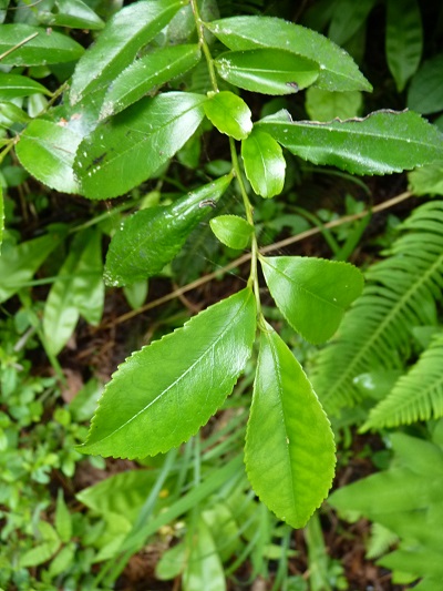 w004445suyosi63