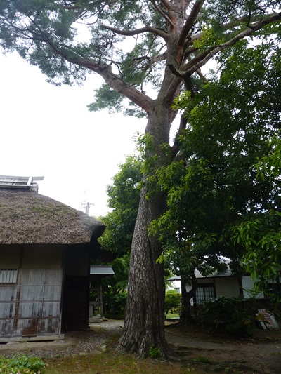 w004446ijimino