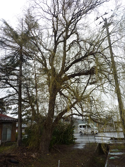 w004446mikkaiti
