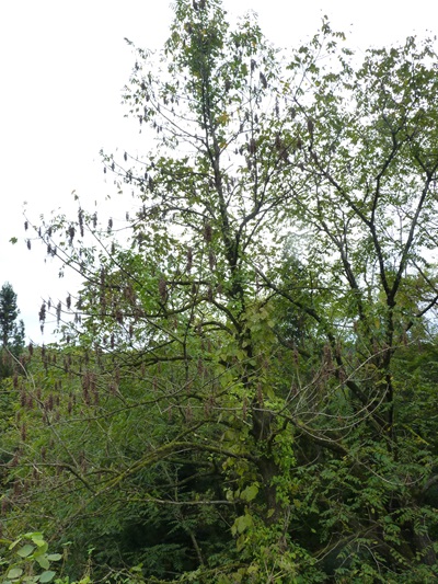 w004447isibasi