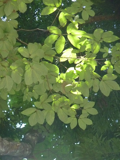 w004448byouze-1