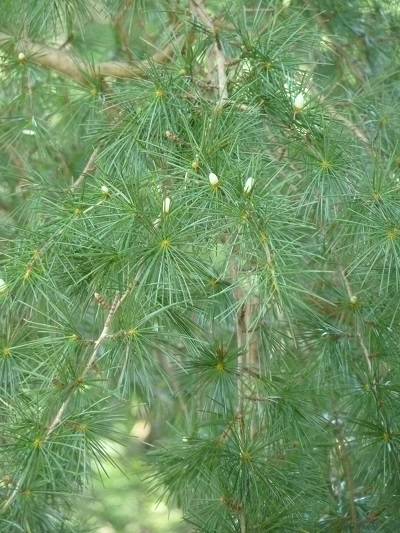 w004448byouze4-1