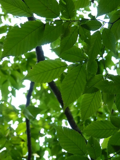 w004448hanareisi-1