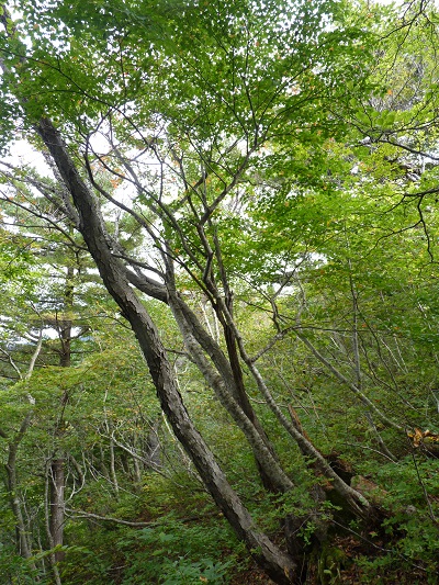 w004448sanegawa10