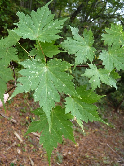 w004448sanegawa16
