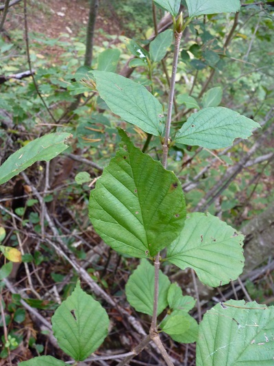 w004448sanegawa3