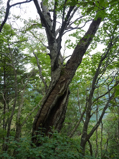 w004448sanegawa5