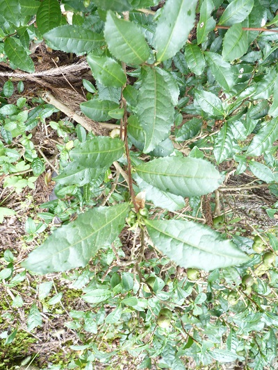 w004449higasioosaki1