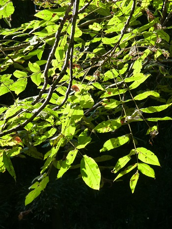 w004449higasioosaki13-1