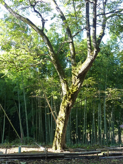 w004449higasioosaki13