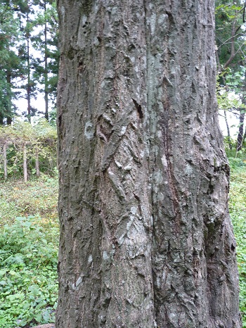 w004449higasioosaki2-1