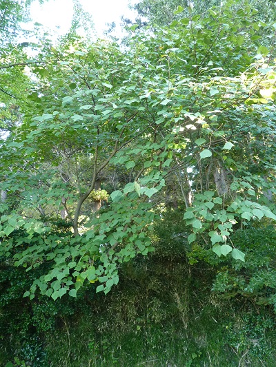 w004449higasioosaki20