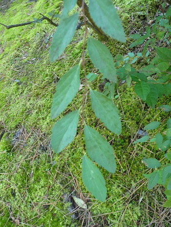 w004449higasioosaki31-1