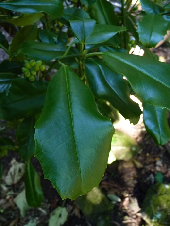 w004449higasioosaki4-1
