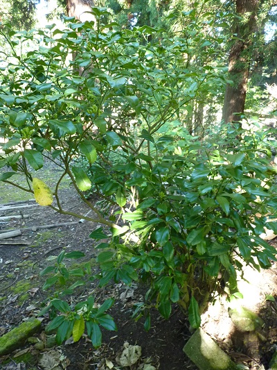 w004449higasioosaki4