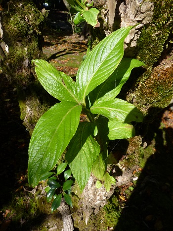 w004449higasioosaki41-1