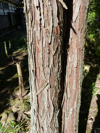 w004449higasioosaki45-2