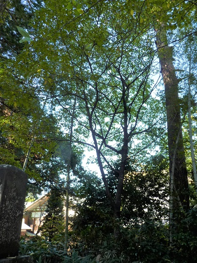 w004449higasioosaki47