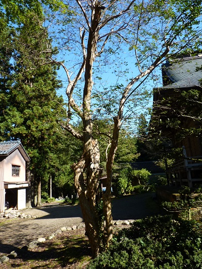 w004449higasioosaki5