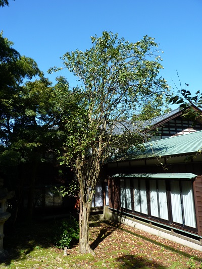 w004449higasioosaki51