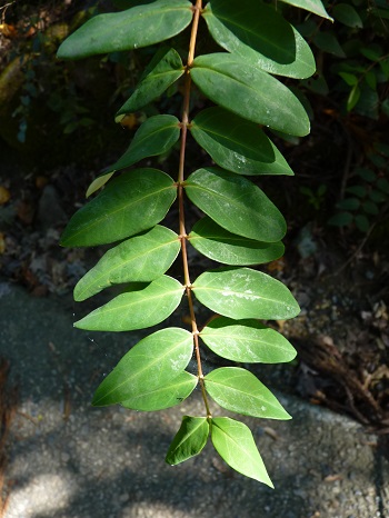 w004449higasioosaki53-1