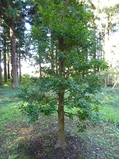 w004449higasioosaki56
