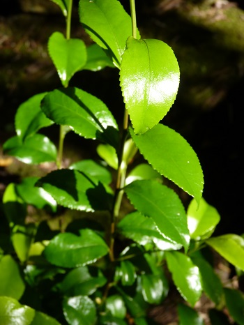 w004449higasioosaki9-1