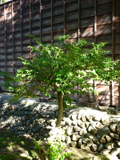 w004449higasioosaki9