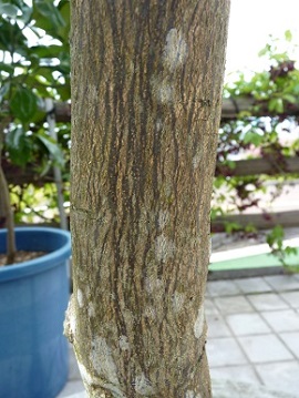 w004449honai1-3