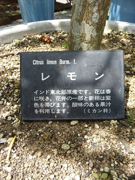w004449honai1-4